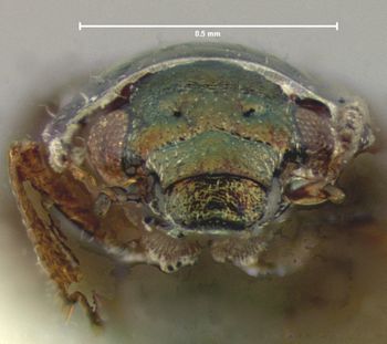 Media type: image;   Entomology 8222 Aspect: head frontal view